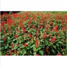 Neysastore Scarlet Sage -(Salvia Coccinea)- 200 seeds