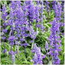 Neysastore Blue Sage (Salvia Farinacea)- 200 seeds