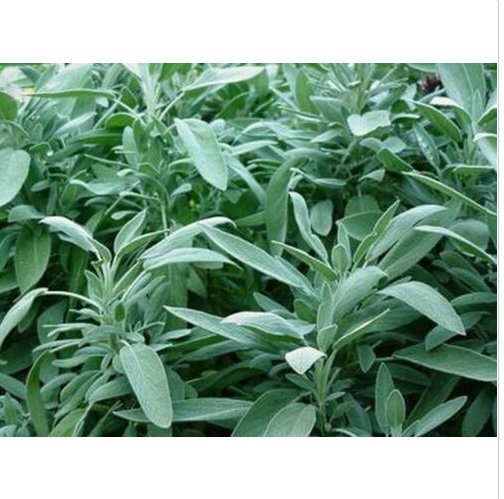 Neysastore Sage- Broadleaf-(Salvia Officinalis)- 100 Seeds