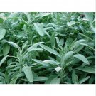 Neysastore Sage- Broadleaf-(Salvia Officinalis)- 100 Seeds