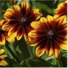 Neysastore Rudbeckia- Hirta- Autumn Forest- 100 Seeds
