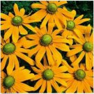 Neysastore Rudbeckia-Hirta- Marmalade- 100 Seeds