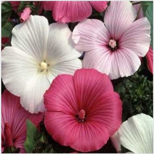 Neysastore Rose Mallow- Lavatera Trimestris- Mixed colors- 100 seeds