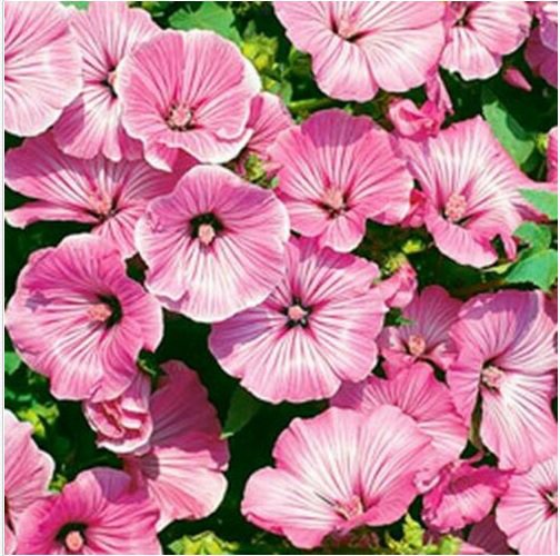 Neysastore Rose Mallow- Lavatera Trimestris- Tanagra- 100 seeds