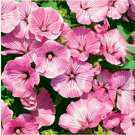 Neysastore Rose Mallow- Lavatera Trimestris- Tanagra- 100 seeds
