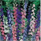 Neysastore Rocket Larkspur-Delphinium Consolida- Mix- 200 Seeds