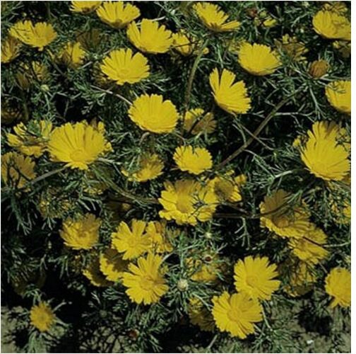 Neysastore Cladanthus Arabicus- Palm Springs Daisy- 100 seeds