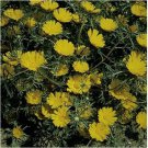 Neysastore Cladanthus Arabicus- Palm Springs Daisy- 100 seeds