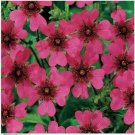 Neysastore Cinquefoil (Potentilla Nepalensis)- 50 seeds