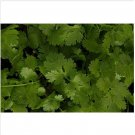 Neysastore Cilantro (Coriandrum Sativum Santo)- 100 Seeds