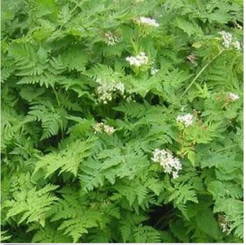 Neysastore Chervil (Anthriscus Cerefolium)- 100 Seeds