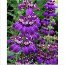 Neysastore Chinese Houses (Collinsia Heterophylla)- 200 Seeds