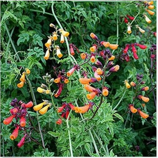 Neysastore Chilean Glory Vine (Eccremocarpus Scaber Mix)- 50 Seeds