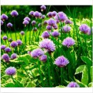 Neysastore Chives (Allium Schoenoprasum)- 200 Seeds