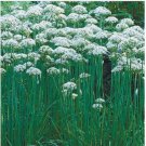Neysastore Garlic Chives (Allium Tuberosum)- 200 Seeds