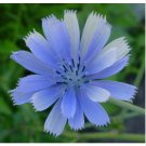 Chicory (Cichorium Intybus)- 400 Seeds