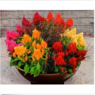 Neysastore Celosia (Celosia Plumosa )- Mixed- 50 seeds