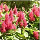 Neysastore Celosia (Celosia Plumosa )- Pink -25 seeds