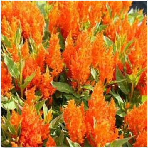 Neysastore Celosia (Celosia Plumosa )- Orange -25 seeds