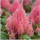 Neysastore Celosia (Celosia Plumosa )- Salmon -25 seeds
