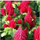 Neysastore Celosia (Celosia Plumosa )- Scarlet -25 seeds