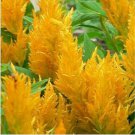 Neysastore Celosia (Celosia Plumosa )- Yellow -25 seeds