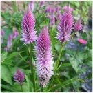 Neysastore Celosia ( Spicata Flamingo) -25 seeds