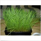 Neysastore Cat Grass- 100 seeds