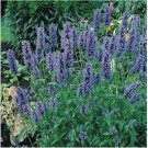 Neysastore Catmint (Nepeta Mussinii)- 50 seeds