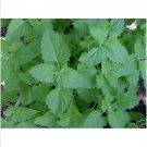 Neysastore Catnip (Nepeta Cataria)- 250 seeds