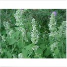 Neysastore Lemon Catnip (Nepeta Cataria)- 250 seeds