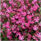 Neysastore Nodding Catchfly- Triumph (Silene Pendula)-200 see