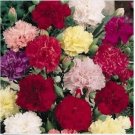 Neysastore Carnation (Dianthus Caryophyllus) Chabaud Mix- 50 seeds