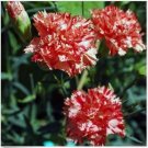 Neysastore Carnation (Dianthus Caryophyllus) Avrenchin- 50 seeds