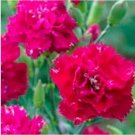 Neysastore Carnation (Dianthus Caryophyllus) Magenta- 50 seeds