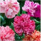 Neysastore Carnation (Dianthus Caryophyllus) Picotee Mix- 50 seeds