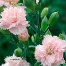 Neysastore Carnation (Dianthus Caryophyllus) LaFrance- 50 seeds