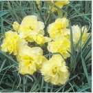 Neysastore Carnation (Dianthus Caryophyllus Grenadin) Yellow- 50 seeds