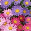 Neysastore Aster- Alpinus Single Mix- 50 Seeds