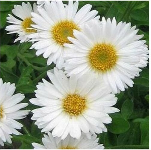 Neysastore Aster- Alpinus - White- 50 Seeds