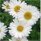 Neysastore Aster- Alpinus - White- 50 Seeds