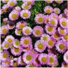Neysastore Aster- Alpinus - Pink- 50 Seeds