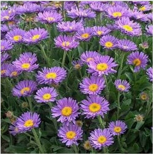 Neysastore Aster- Alpinus - Blue- 50 Seeds