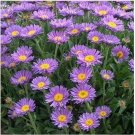 Neysastore Aster- Alpinus - Blue- 50 Seeds