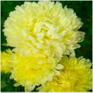 Neysastore Aster (Callistephus Tall Paeony Duchess)- Yellow 50 Seeds