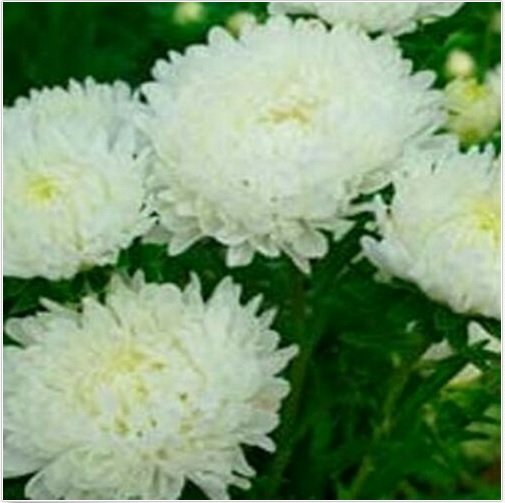 Neysastore Aster (Callistephus Tall Paeony Duchess)- White- 50 Seeds