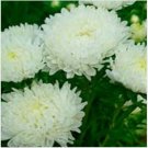 Neysastore Aster (Callistephus Tall Paeony Duchess)- White- 50 Seeds