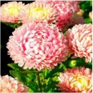Neysastore Aster (Callistephus Tall Paeony Duchess)- Pink- 50 Seeds
