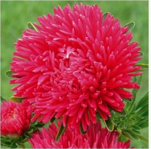 Neysastore Aster (Callistephus Tall Paeony Duchess)- Scarlet- 50 Seeds