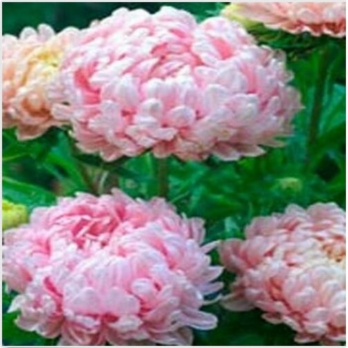 Neysastore Aster (Callistephus Tall Paeony Duchess)- Apricot- 50 Seeds